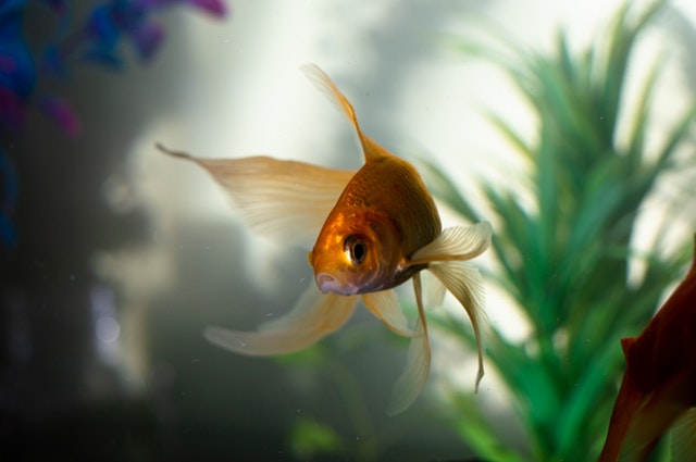 rving with pets goldfish