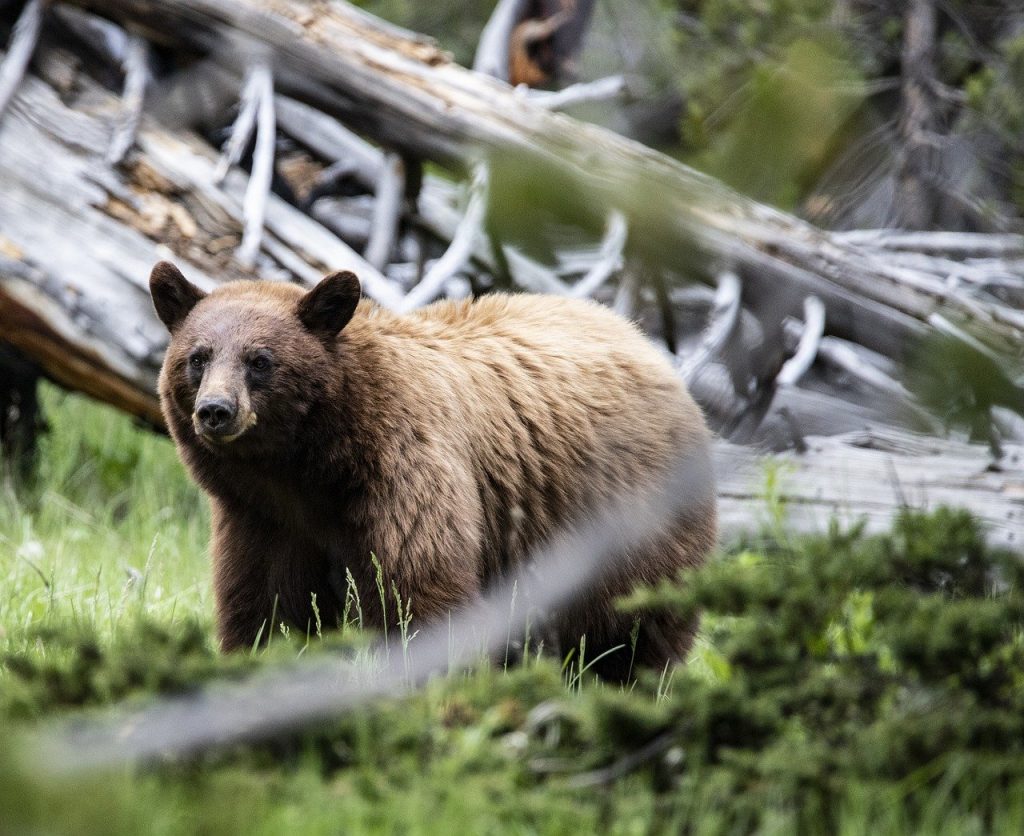 Yellowstone National Park