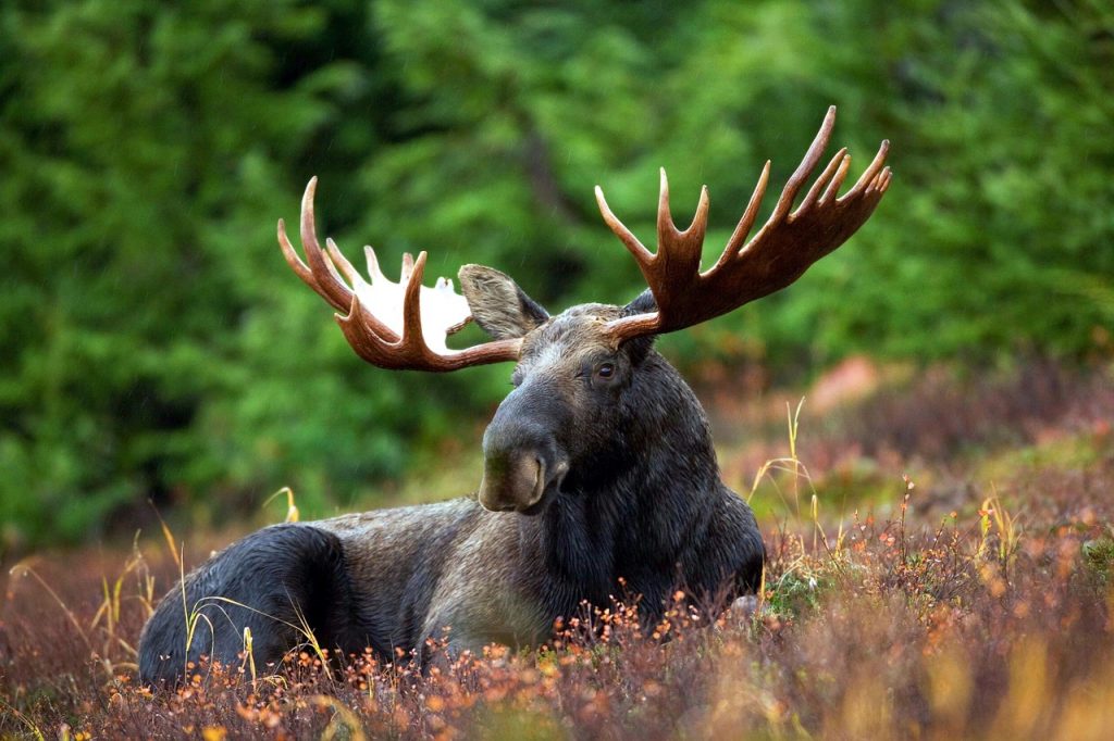 Yellowstone National Park